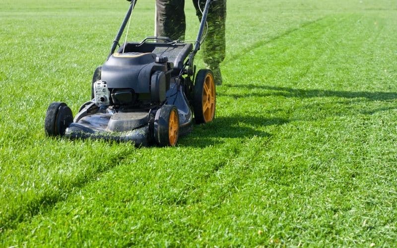 Maintaining a healthy lawn