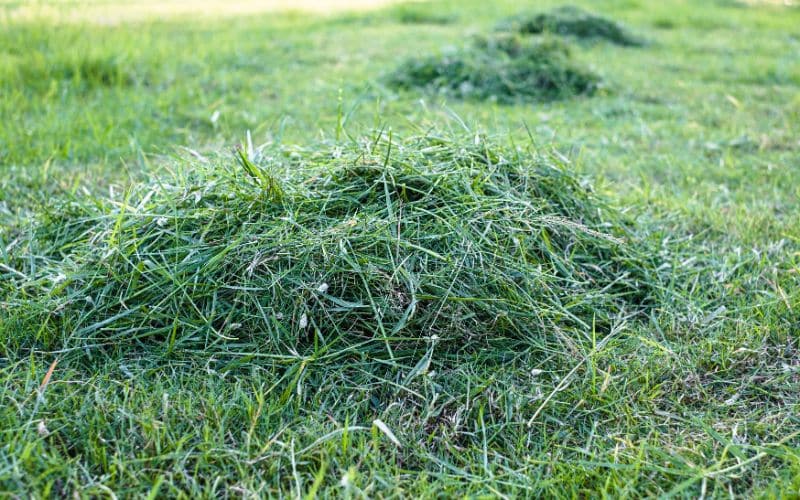 A pile of grass clippings to cover lawn.