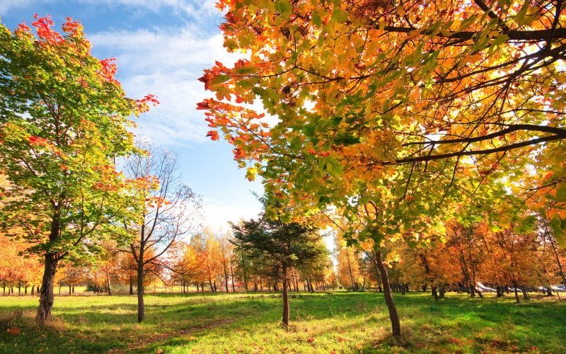Colorful autumn trees in a park with a blue sky.