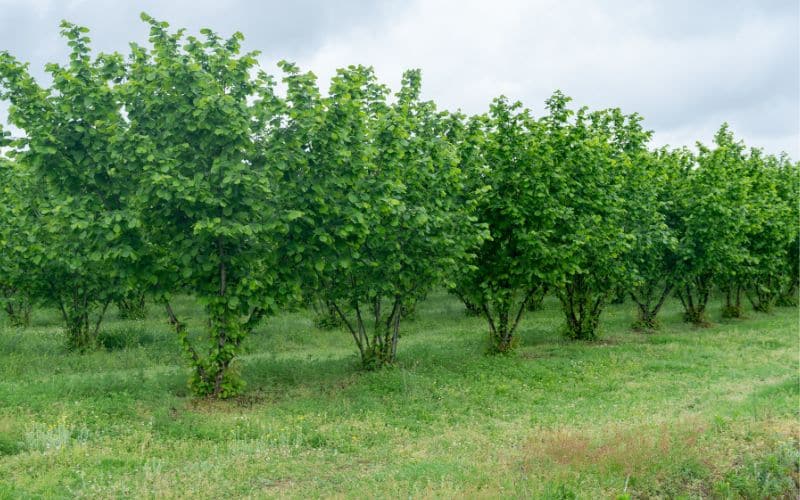 A row of hazelnut trees in a field.