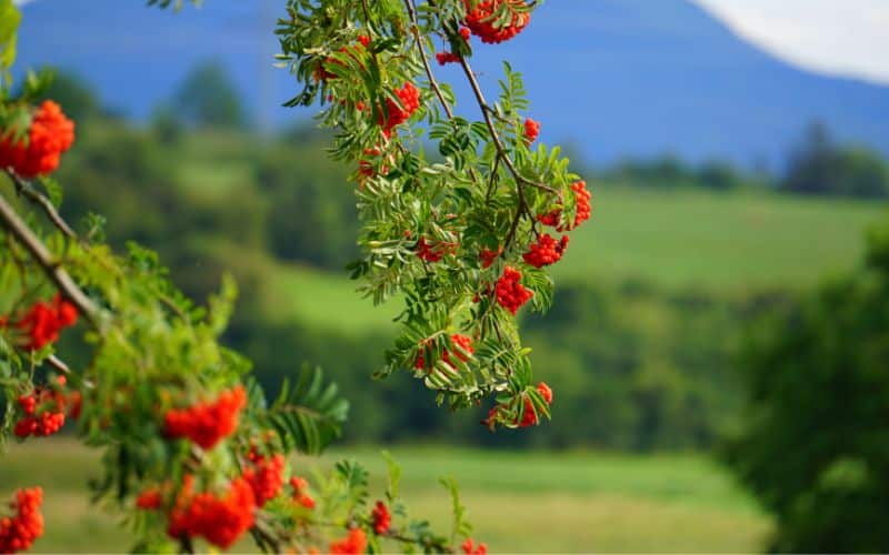 Rowan Trees in a field with mountains 