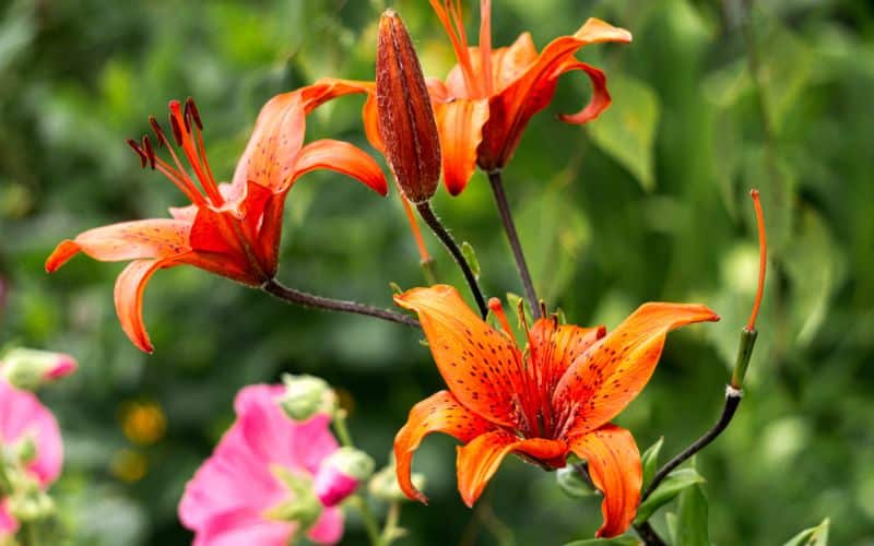 Controlling the growth of Tiger Lilies