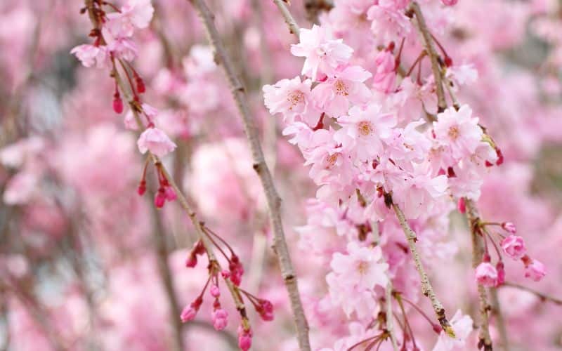 A close up of pink weeping cherry tree flower