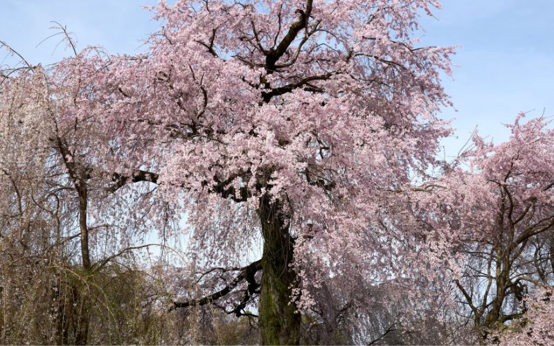 A pink weeping cherry tree in a park.