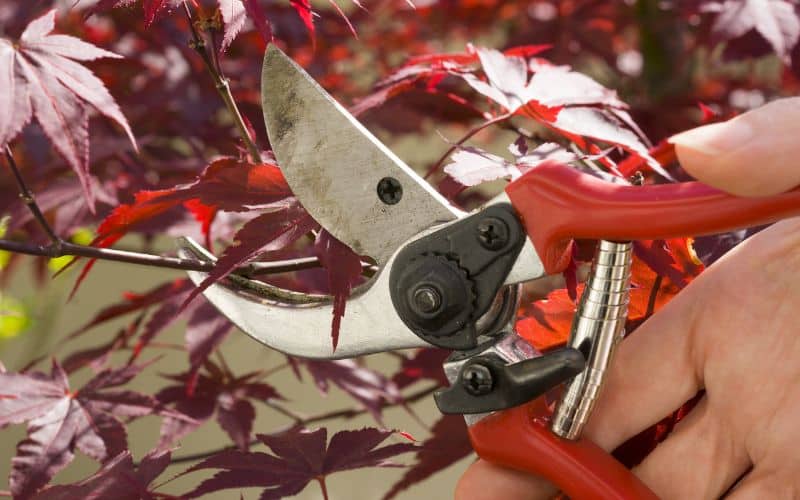 A person using a pair of scissors to cut a red maple tree.