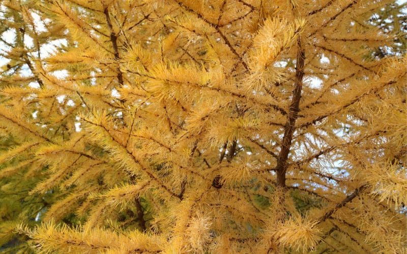 A close up of a common issue of growing Tamarack tree