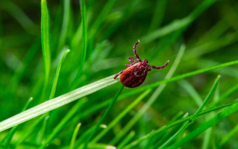 A tick is sitting on top of a grass.