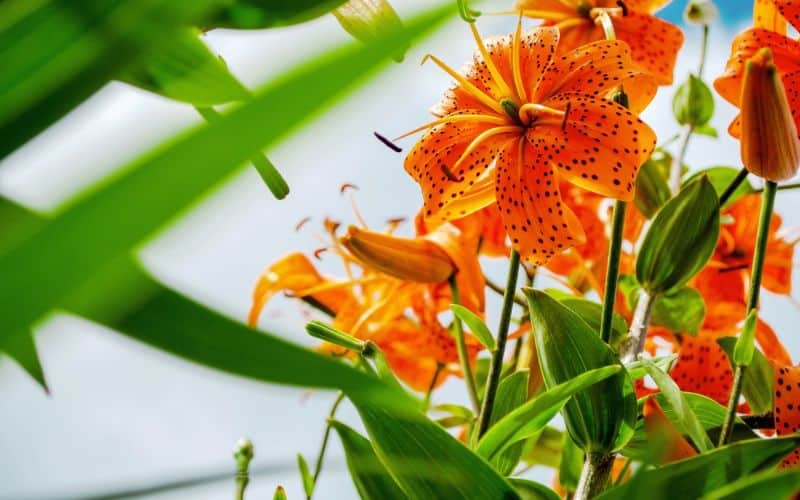 A close up of tiger lilies in a garden.