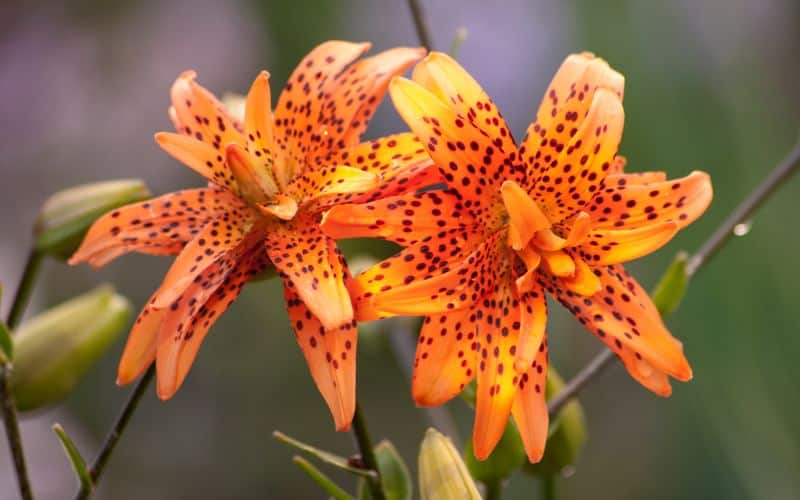 How Quickly Tiger Lilies Spread