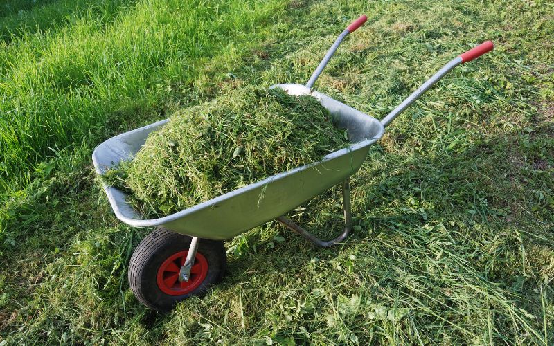 A wheelbarrow full of grass clipping in a field.