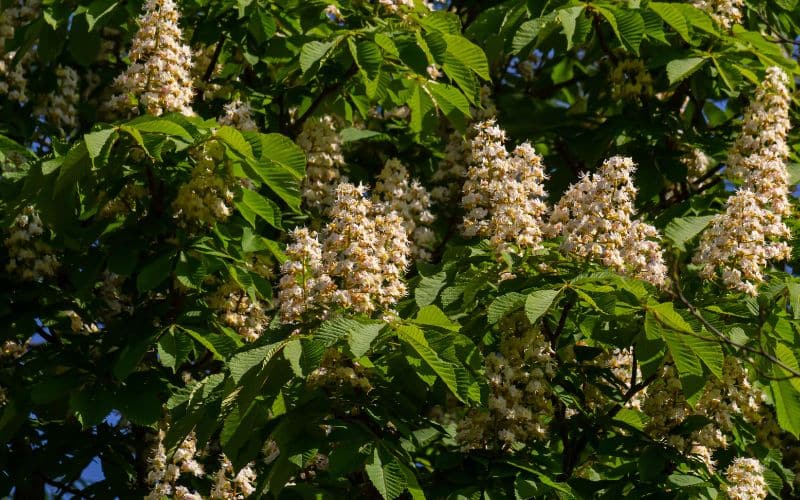 White flowers of a horse chestnut tree 