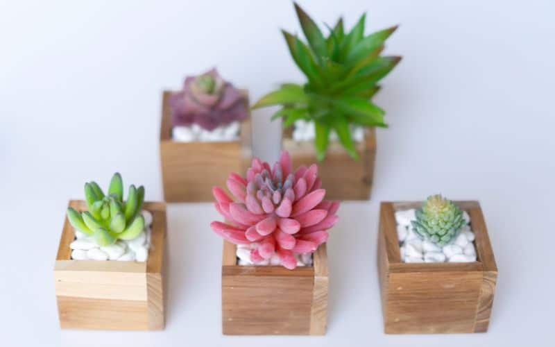 A group of succulents in wooden boxes.