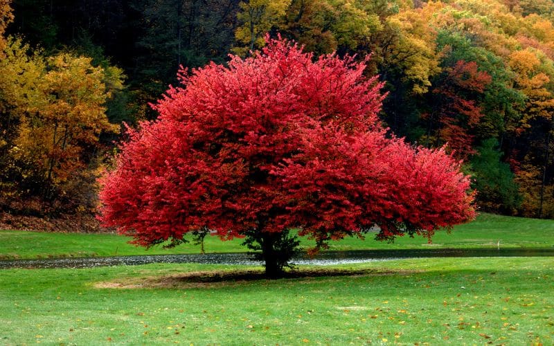 Red Maple Tree in Ontario