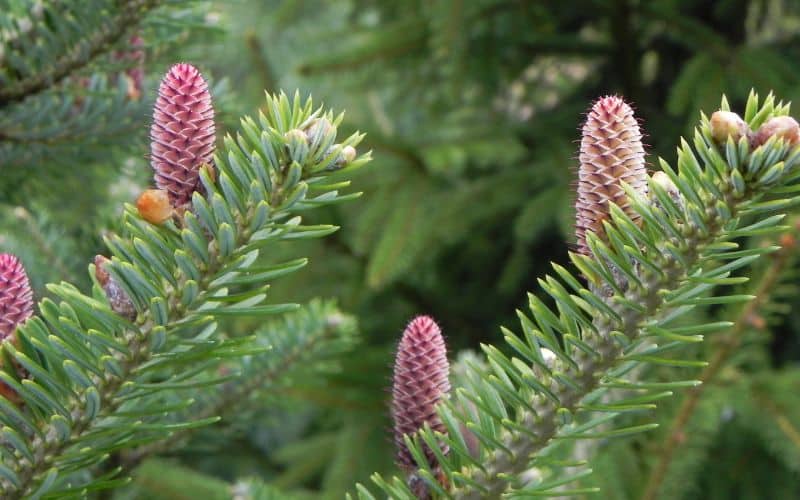 A close up of a balsam fir cones.