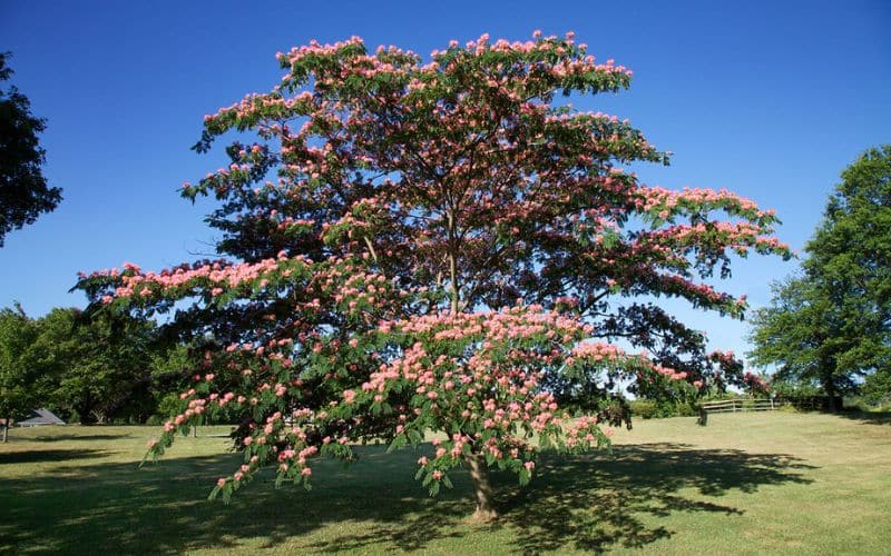 The Mimosa Silk Tree