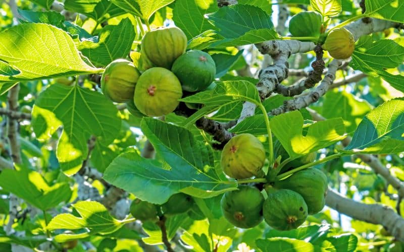 Fig Trees in Ontario
