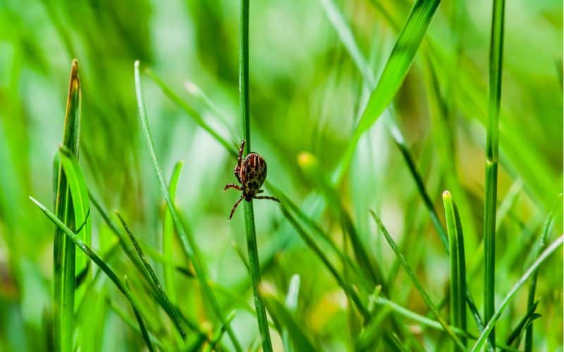 Tips for a Tick-Free Lawn