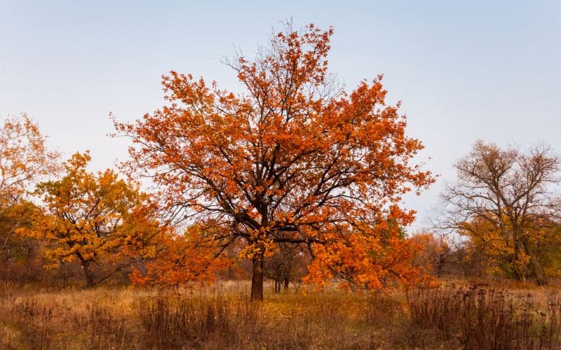 Red Oak in Ontario