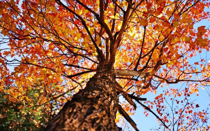 A Sugar Maple tree with red and orange leaves.