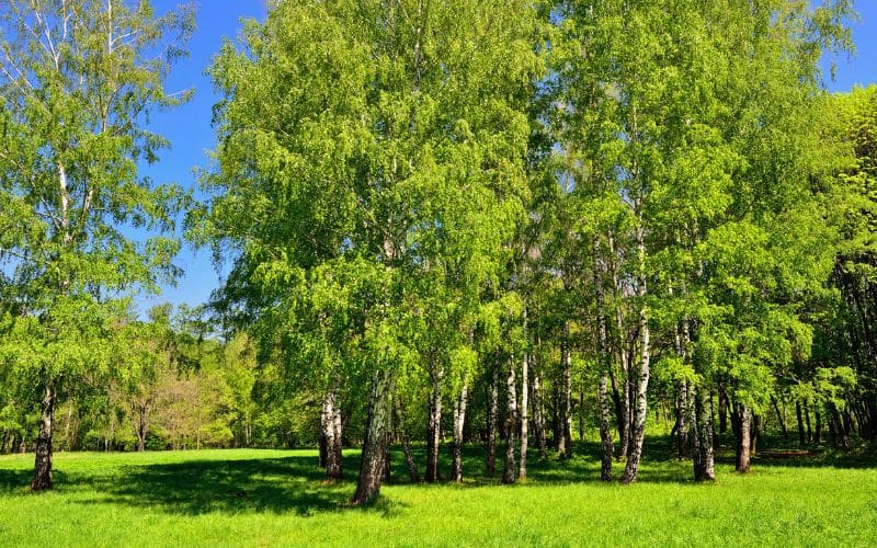 Birch trees in a green field with a blue sky.