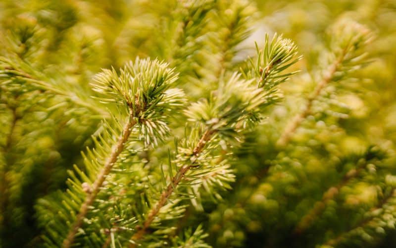 A close up of a black spruce with green needles.