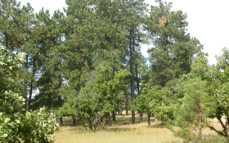 A field full of Bur Oak trees and bushes.