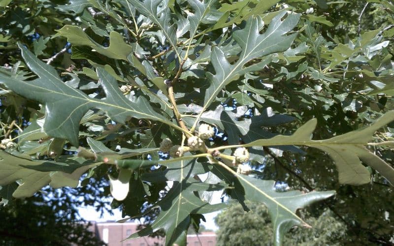 A close up of an burk oak tree with leaves and acorns.