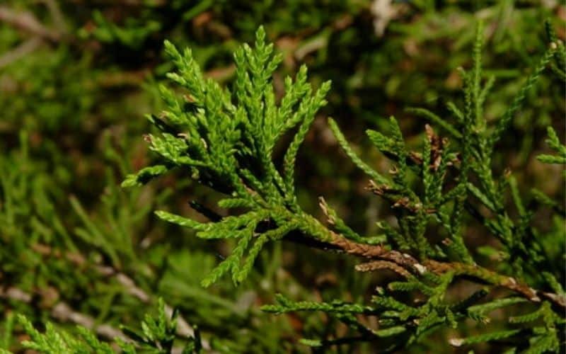 Growth and Care Tips for Your Eastern Red Cedar