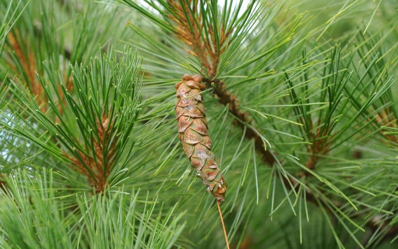 Eastern white pine cone on a tree branch.