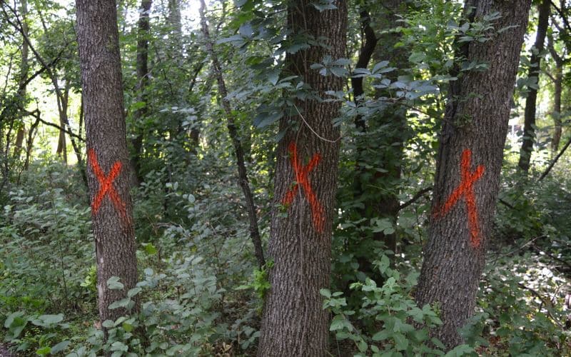 Red x's painted on trees 