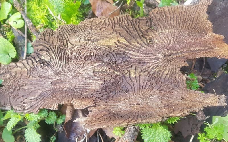 A piece of wood with a fungus growing on it.