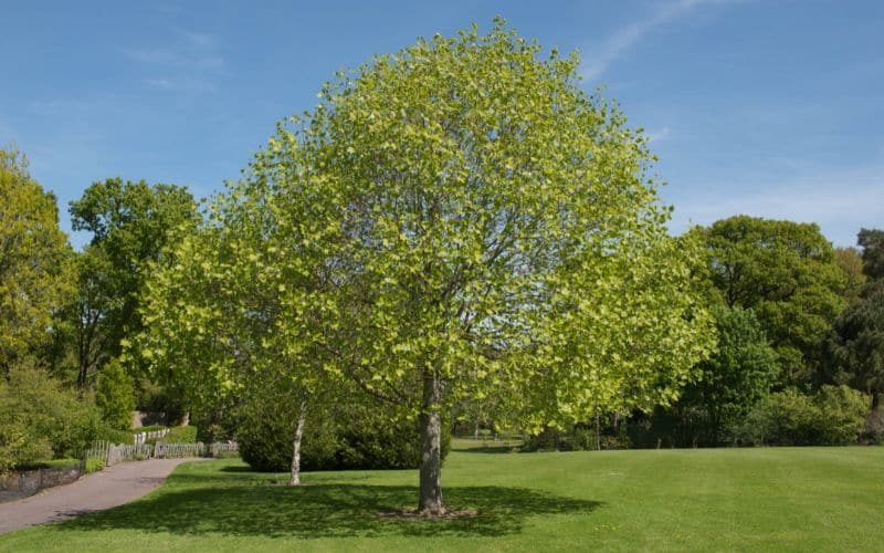 A large tulip tree in a park.
