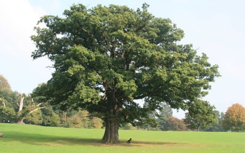 Bur Oak Tree Ontario