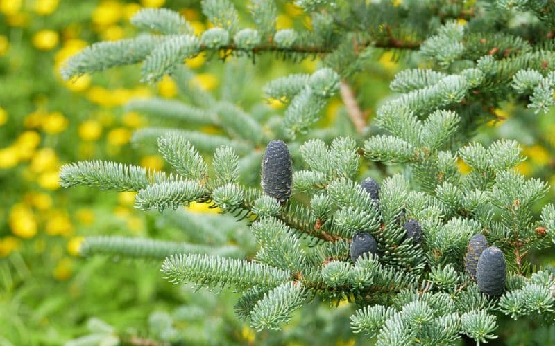 A close up of a black spruce with cones.