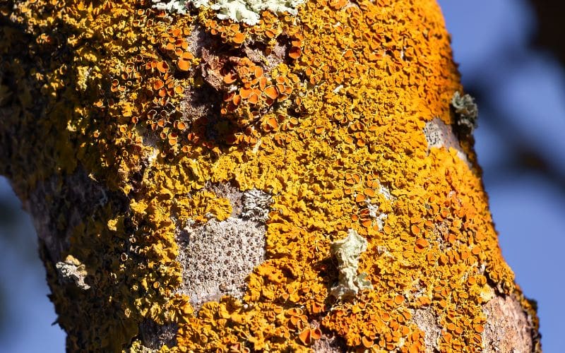 Invasive Tree Fungus