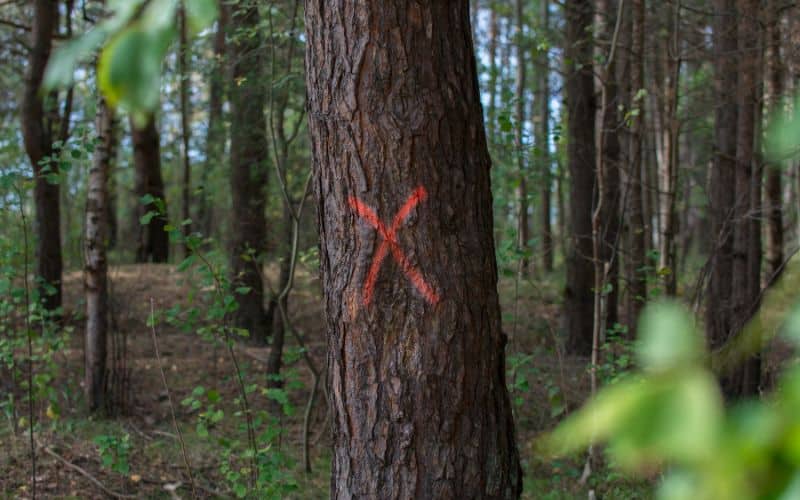 A red cross painted on a tree trunk.