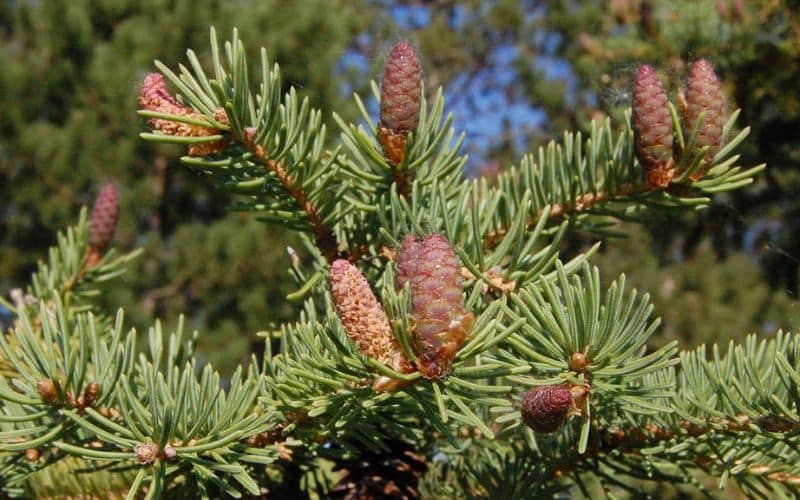 A close up of a White Spruce tree with cones.