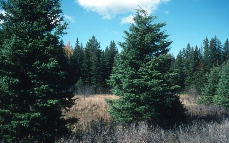 The White Spruce Tree