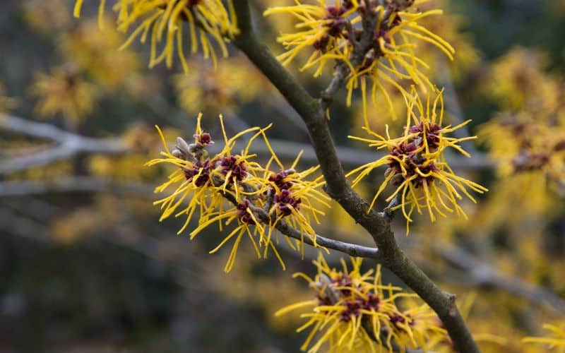 A close up of yellow flowers of a Witch Hazel tree