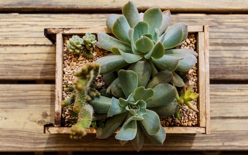 Succulents in a wooden box on a wooden table.