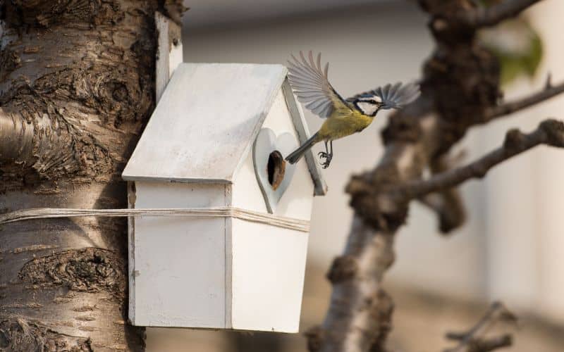 A bird is flying out of a birdhouse.