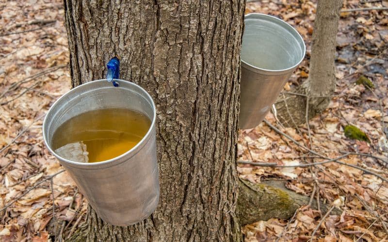 Two buckets of maple syrup hanging from a sugar maple tree.