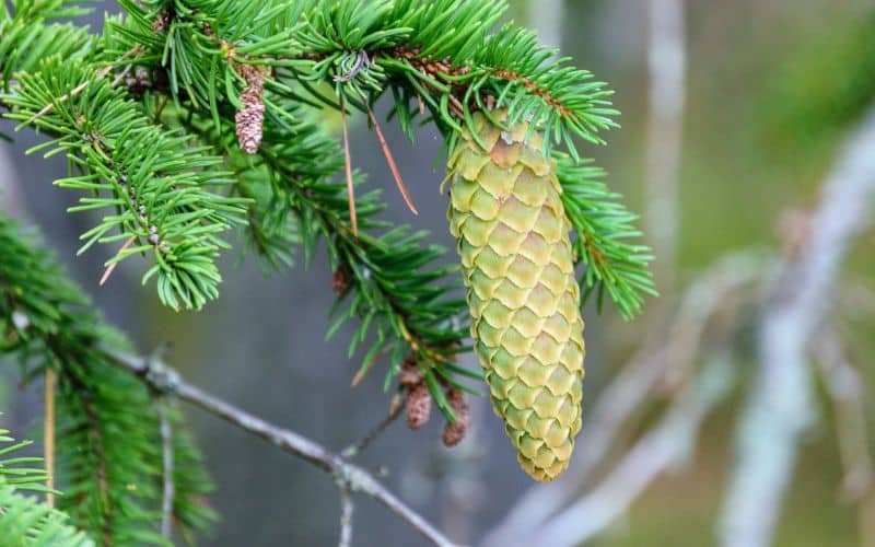 A White Spruce cone is hanging on a tree branch.