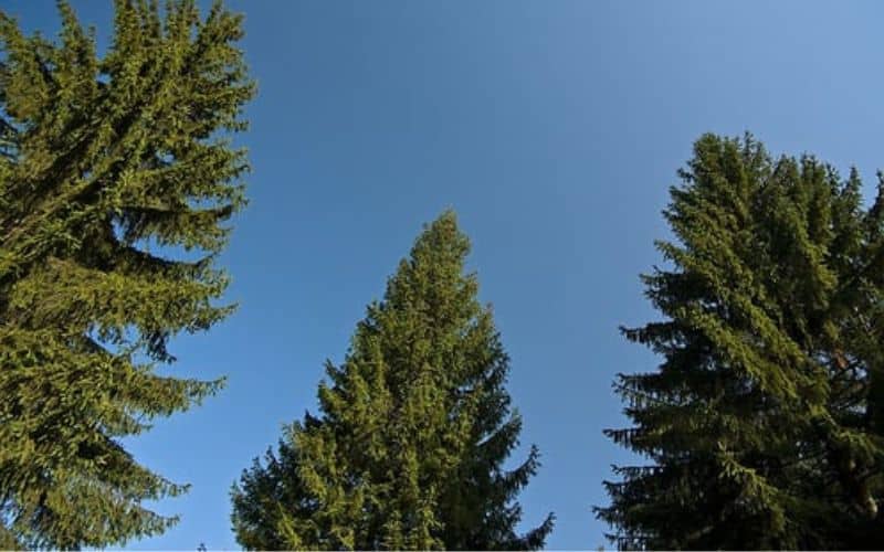 Three types of White Spruce trees.