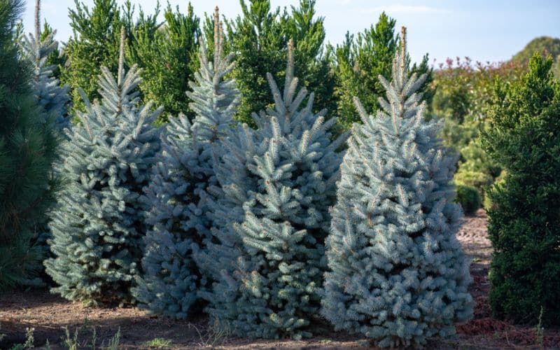 Cultivating a Healthy Blue Spruce
