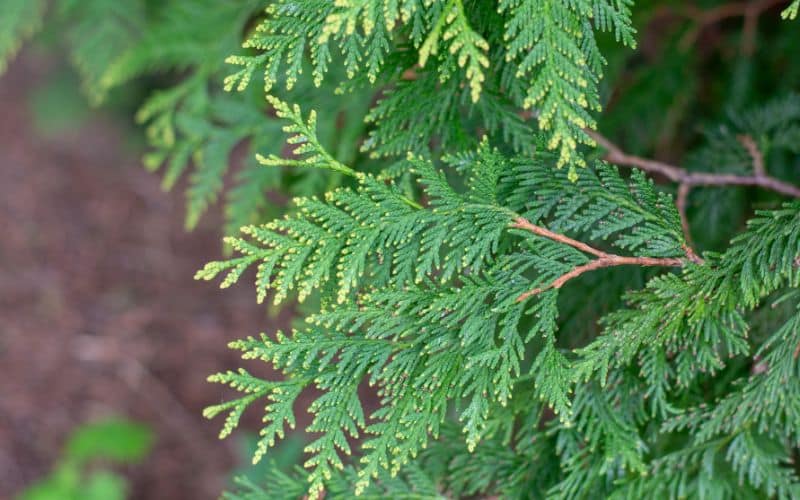 Caring for Your Eastern White Cedar in Ontario