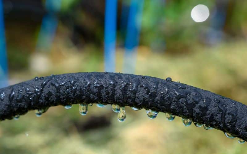 Gardening with Soaker Hose