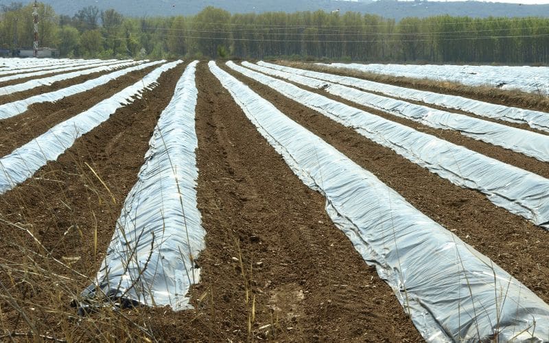 Using Tarps to Protect Plants from Frost