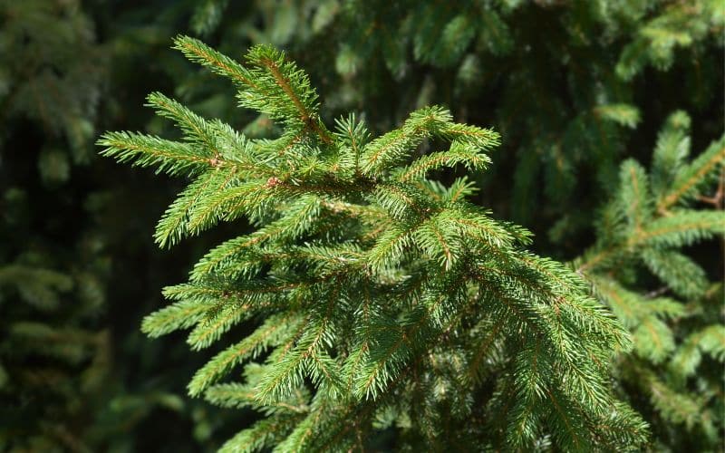Growth and Maintenance of Norway Spruce