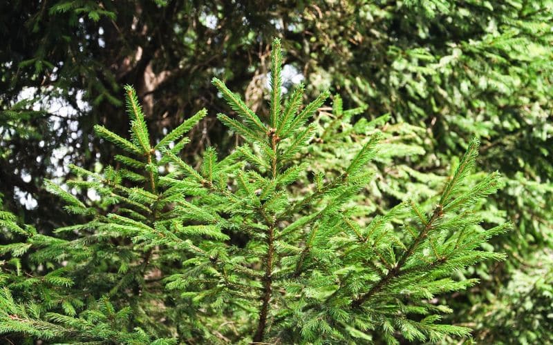 Common Pests and Diseases Affecting Ontario's Norway Spruces